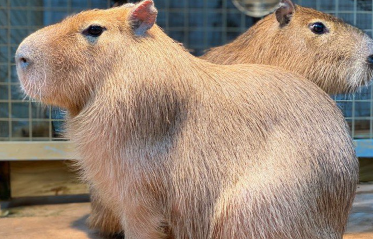 대구 네이처파크