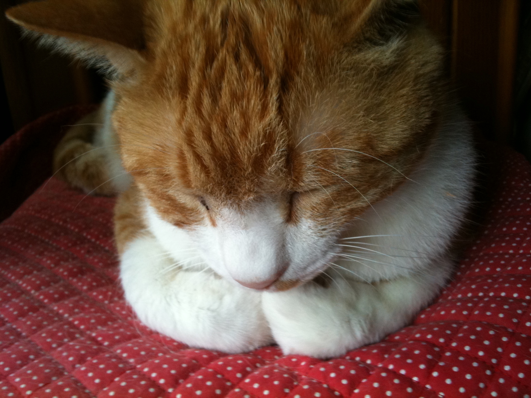 고양이 명상 관련 사진