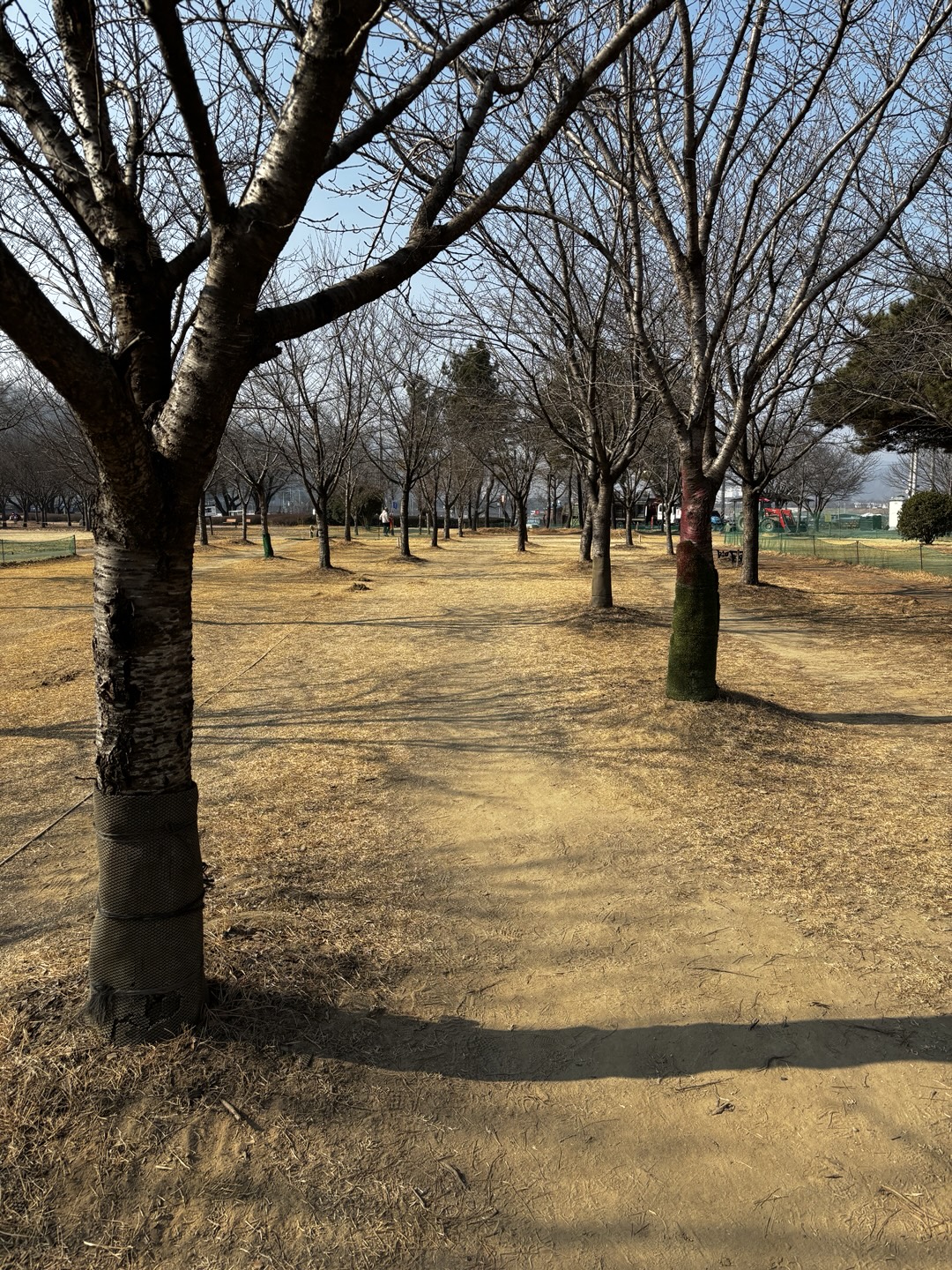 정암파크장 나무 사이로 조준