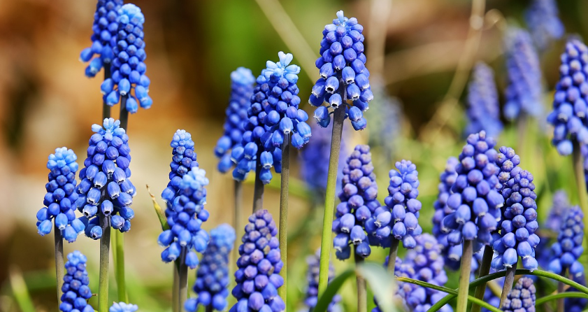 무스카리 봄을 부르는 식물 포도송아를 닮은 보랏빛 식물