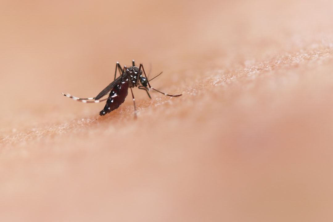 Mosquito.