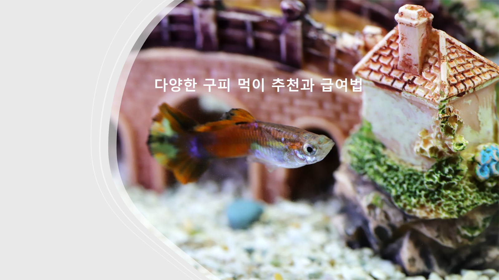 다양한 구피 먹이 추천과 급여법