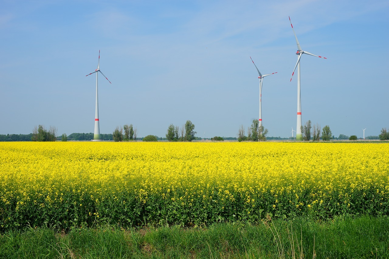 제주 유채꽃 명소 BEST 05 무료 입장 버스투어 추천