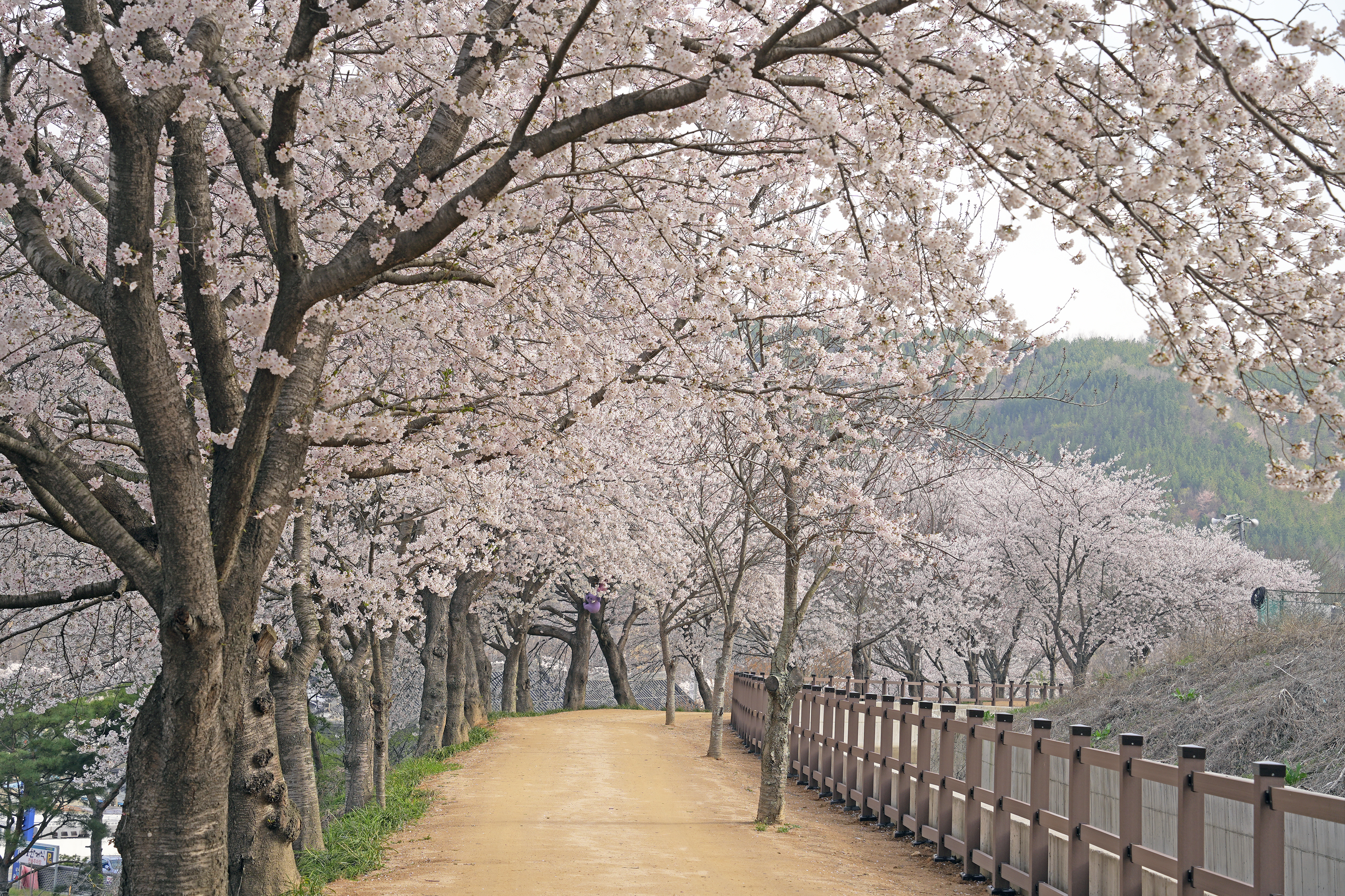 선덕여왕길 관련사진 4