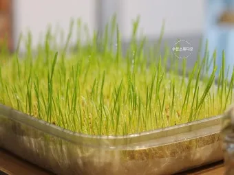 새싹보리 재배 발아 온도 물 분무 수확 시기_12