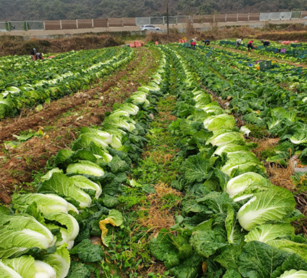 강원도 고랭지 절인배추