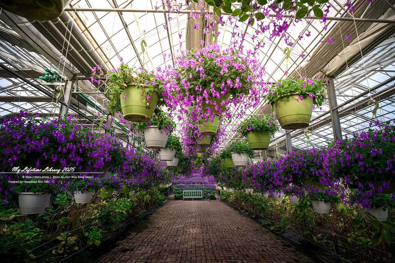 식물원 아산 세계꽃식물원 온실 꽃