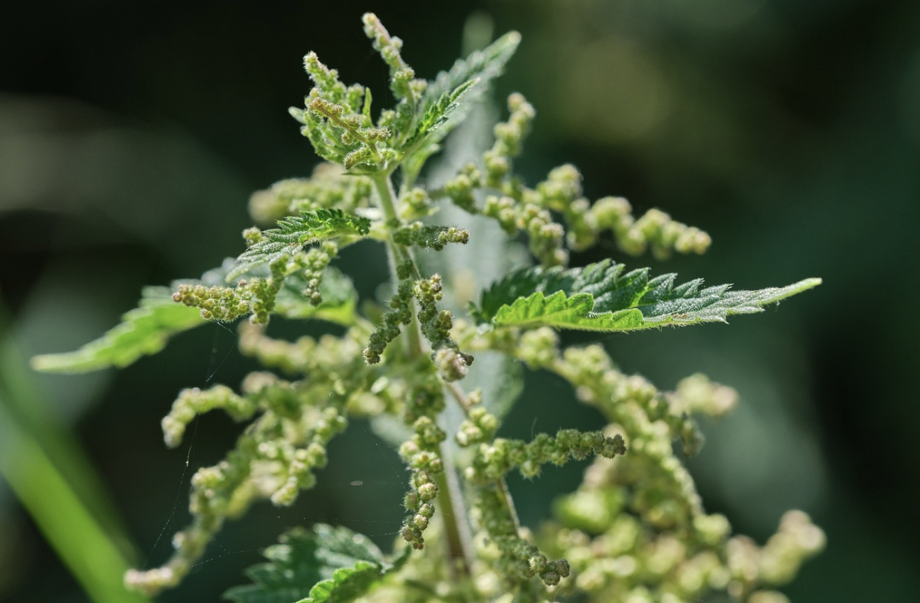 약초 목욕: 옛사람들의 건강 관리 비법