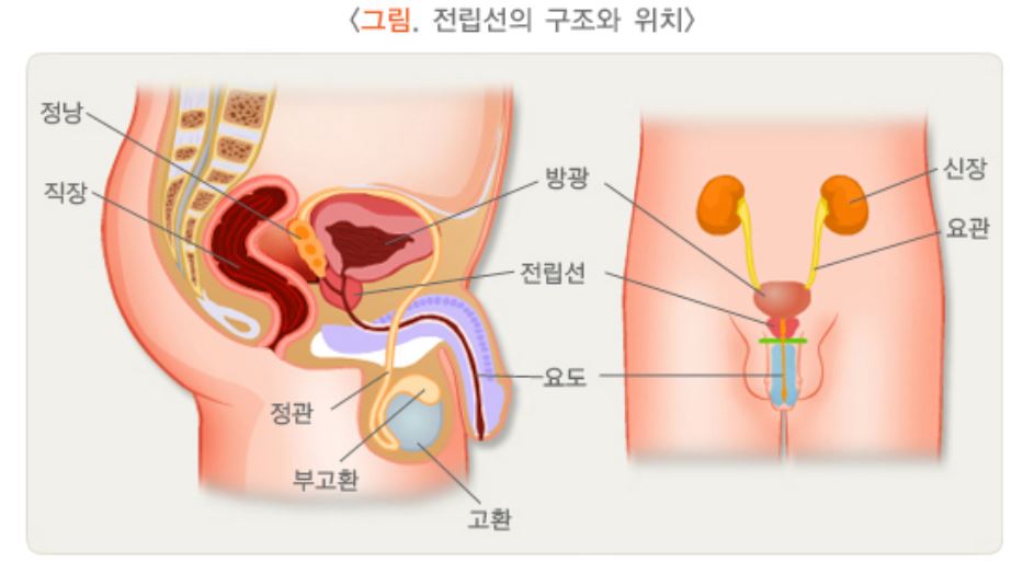 전립선의-구조와-위치를-설명하는-그림