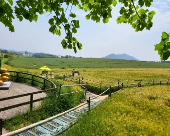 고창 청보리밭 축제_10