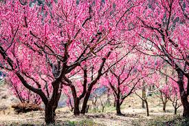 광양매화축제 기간 및 주차장 안내