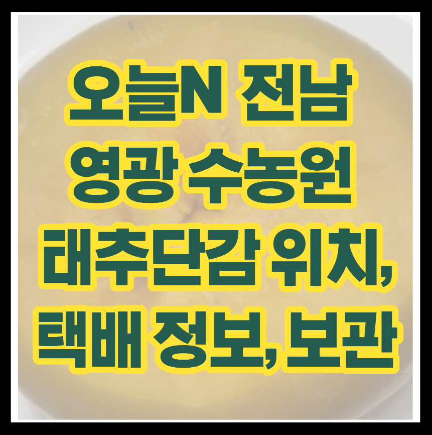 오늘N 전남 영광 수농원 태추단감 위치, 택배 정보, 보관법까지