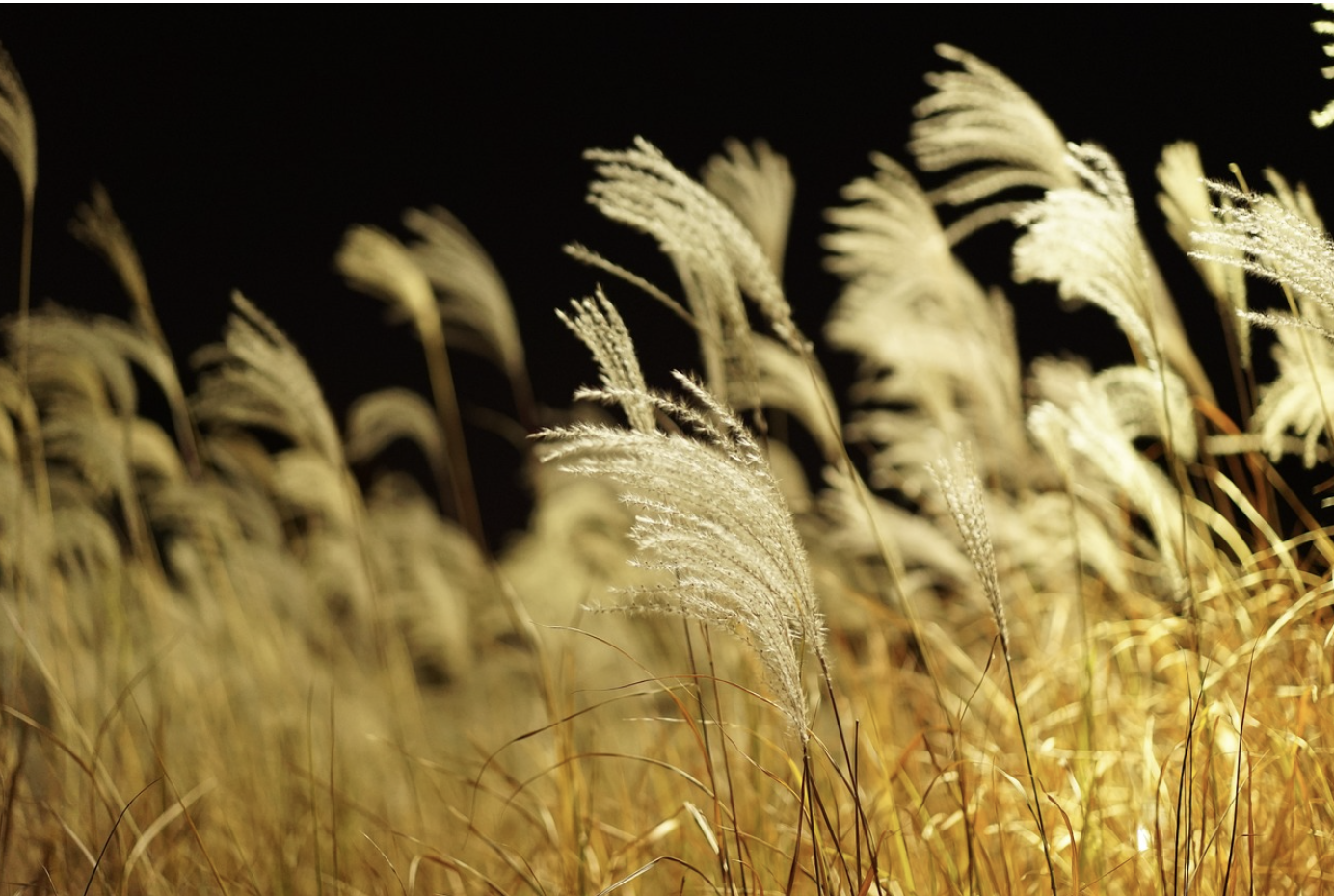 2024년 단풍 절정시기