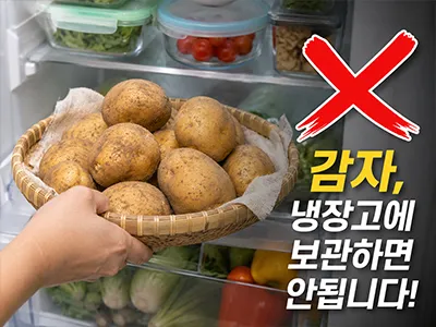 감자 냉장고에 보관하지 않음