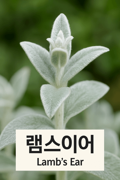 촉감까지 치유되는 정원식물, 램스이어(Lamb’s Ear)의 모든 것
