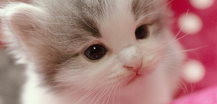 귀여운 새끼 고양이.