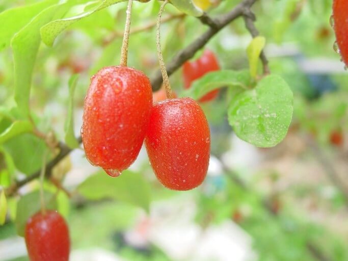 보리수 효능 10가지 및 부작용 및 주의사항