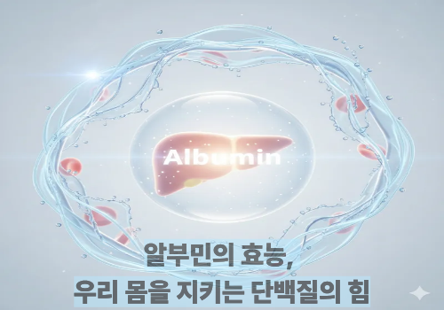 알부민의 효능, 우리 몸을 지키는 단백질의 힘