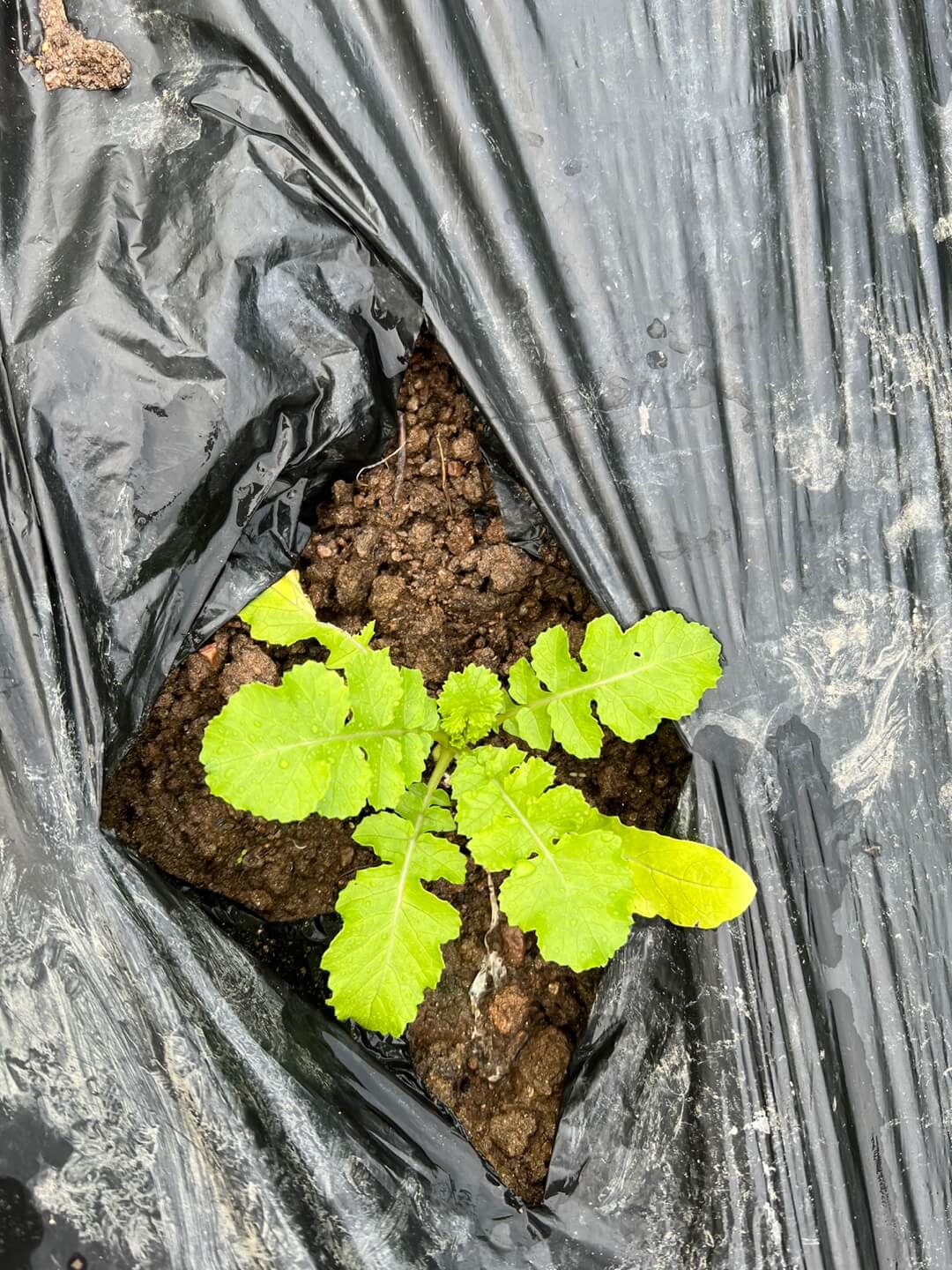 김장 무 모종 파종 1주후