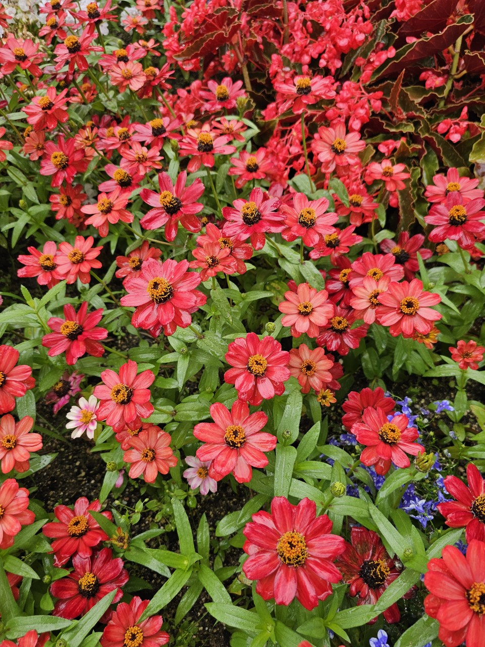 장애학생 교육복지