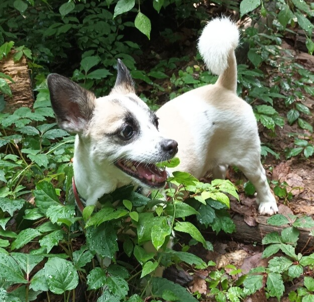 개 후각, 노즈워크