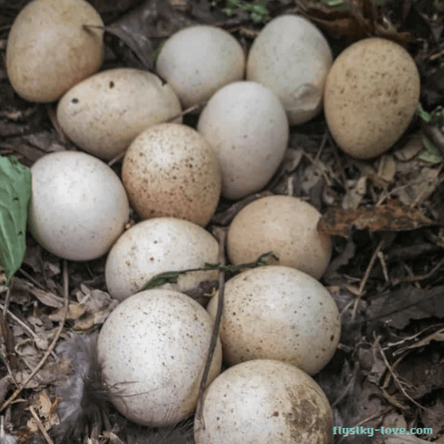 영양이 풍부한 기러기알