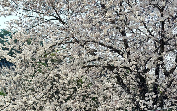 벚꽃명소