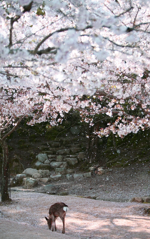 [1-2월 일본 여행 준비물] 날씨. 해외로밍. 교통패스. 추천앱 (2025최신)