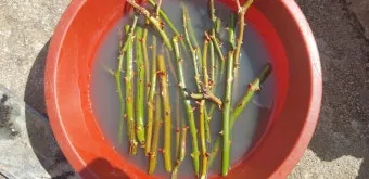 장미 삽목하는 방법 집에서 쉽게 번식하는 팁_16