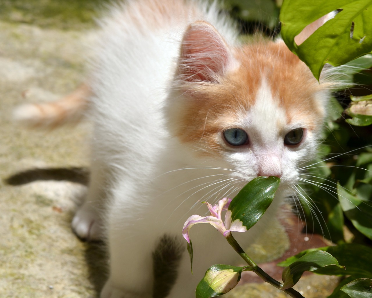 터키쉬 밴(Turkish Van)2