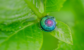 신안 도초도 수국축제