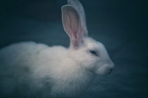 토끼