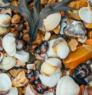 꼬막 해감쉽게하는법