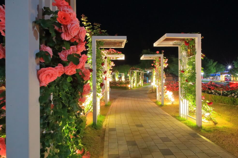 2025 곡성세계장미축제 일정, 입장권, 주차 정보, 곡성몰 최대 50% 할인 혜택까지!