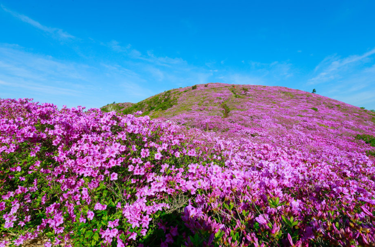 일림산 철쭉 축제 개화상황