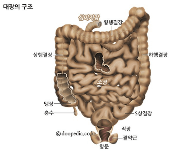 대장의 구조 사진으로 대장암이 주로 발생하는 맹장, 직장, 결장 위치를 알 수 있는 해설 그림