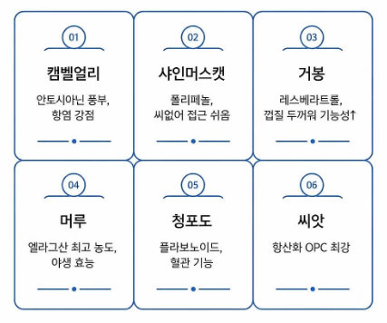 포도 효능