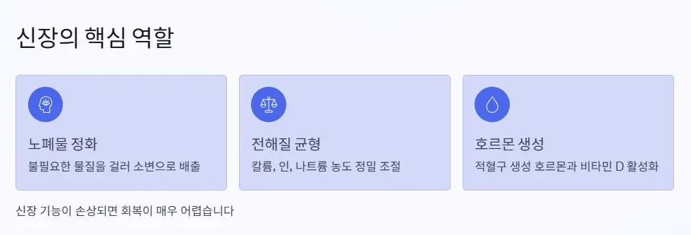 신장 역할