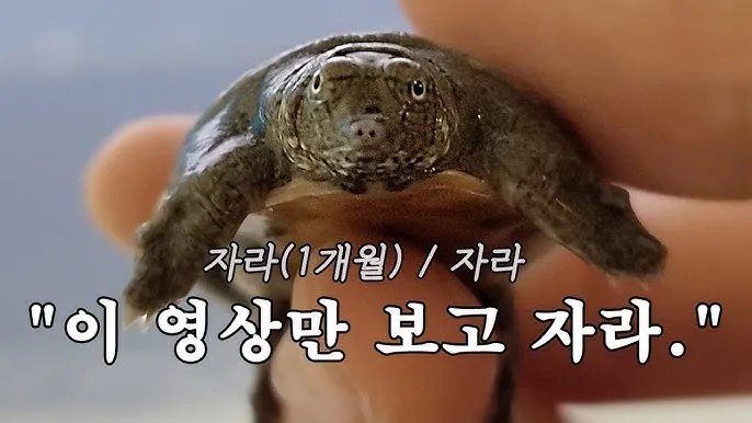 우리나라 토종 거북 자라와 남생이 생태 특성 비교_4