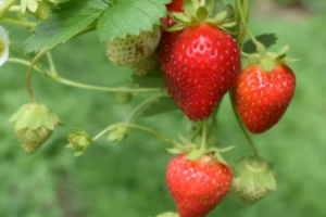 딸기 효능 부작용