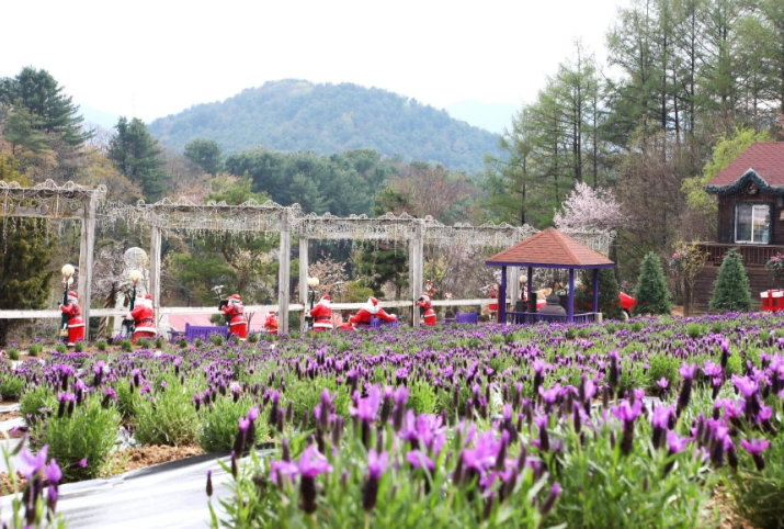 라벤더 축제 입장료