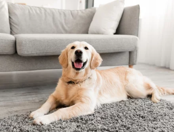 골든리트리버/출처:어도비스톡