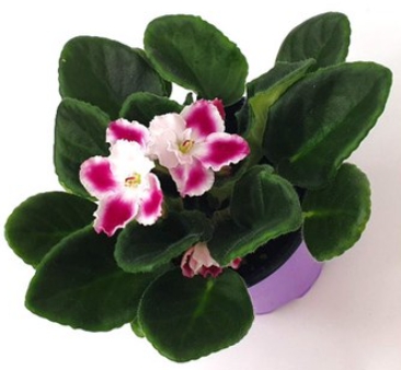 겨울 꽃 세인트폴리아