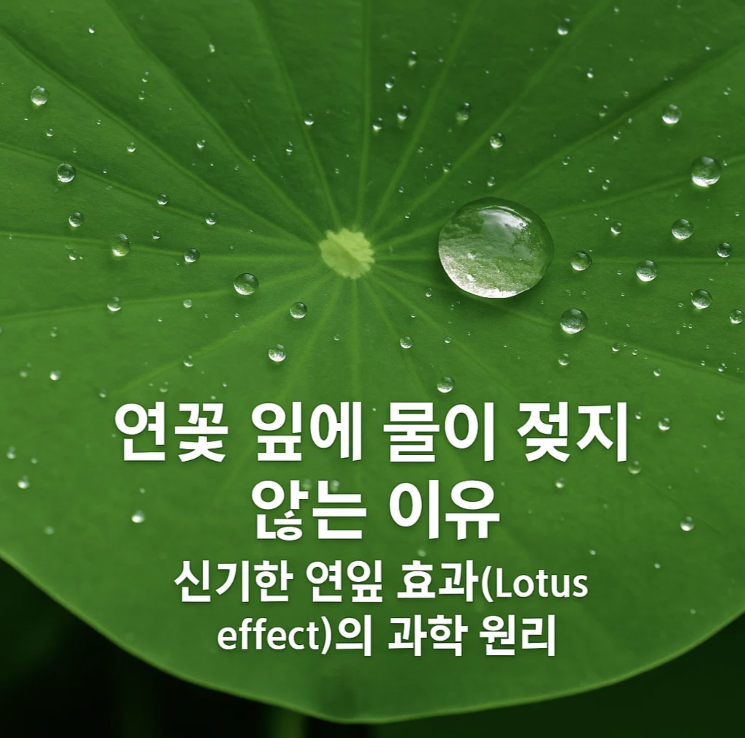 연꽃 잎에 물이 젖지 않는 이유, 신기한 연잎 효과(Lotus effect)의 과학 원리
