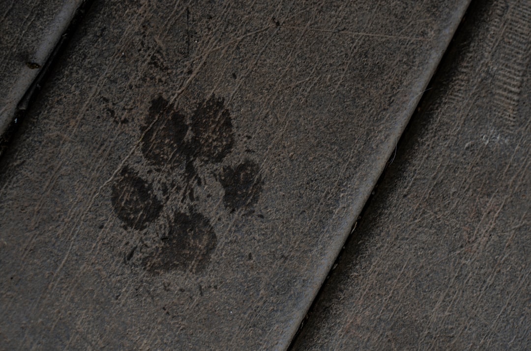 Paw