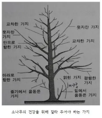 가지치기 요령 도구소독 새순유도 수형잡기 건강하게 키우기_12
