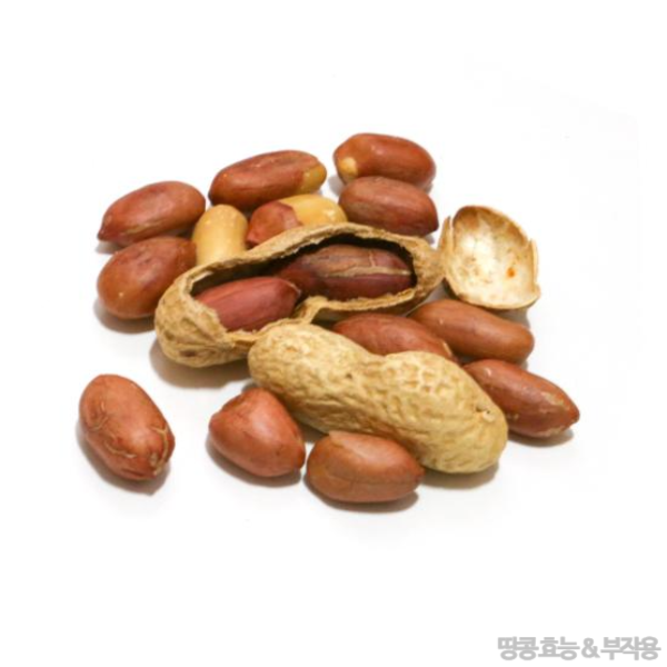 땅콩 효능 : 땅콩의 다양한 건강 효능과 부작용