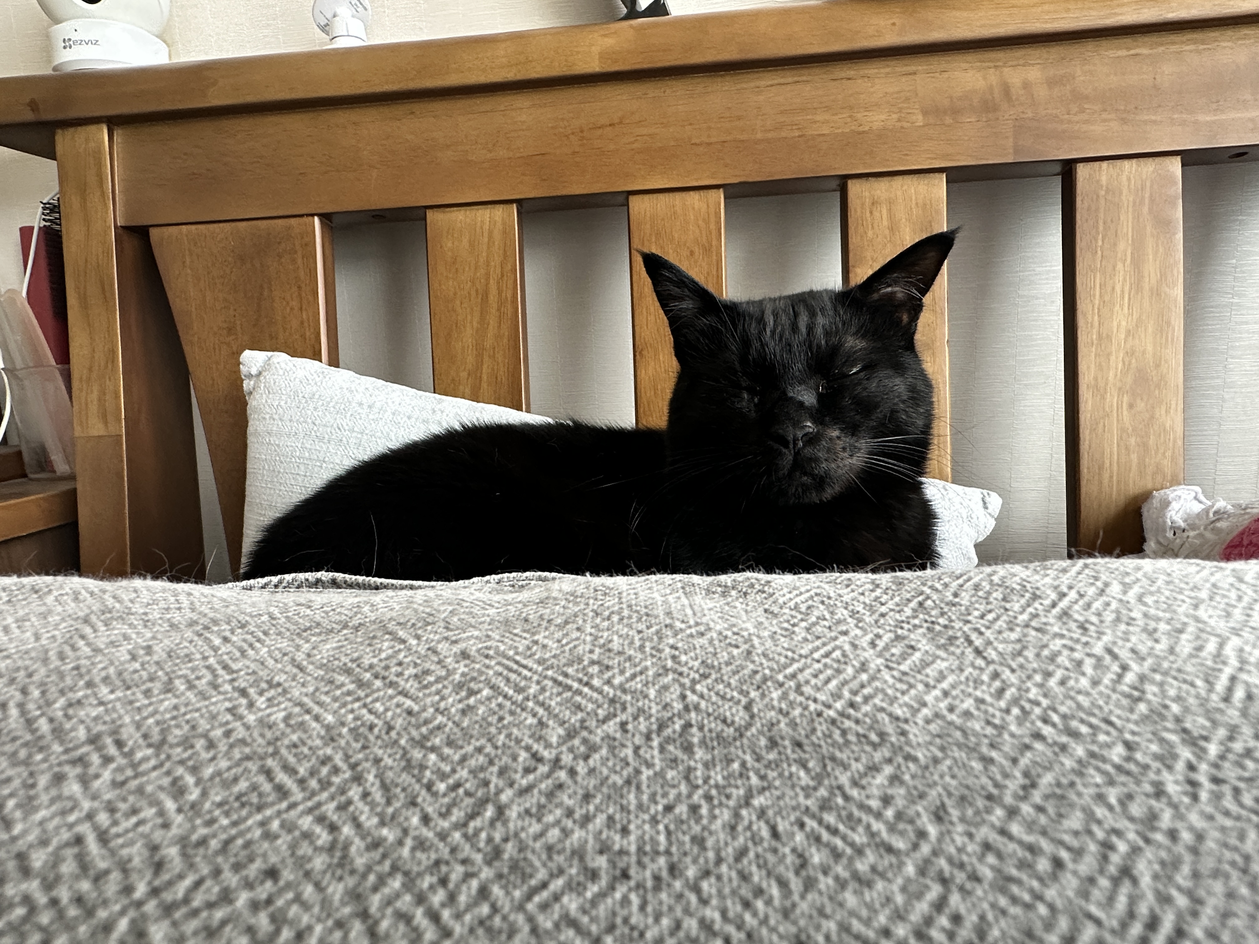 멋쟁이 건이 훔쳐보기 (feat. 냥냥이가 카메라렌즈를 어떻게 생각하냐면..)