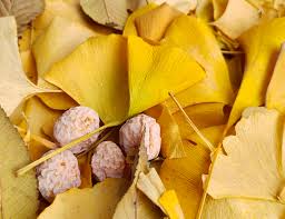 은행알 효능 및 하루 섭취량