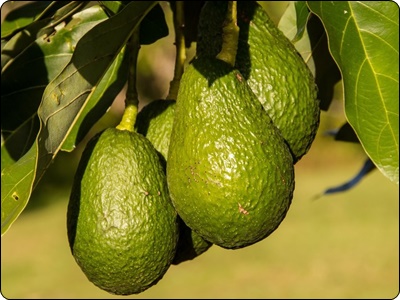 글루타치온 많이든 음식